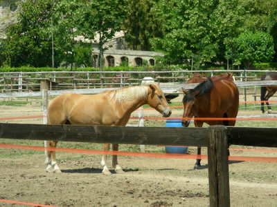 Some lovely horses!